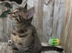 River - Savannah Kitten For Sale - 