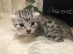 Florence - Egyptian Mau Kitten For Sale - Franklin, NC, US