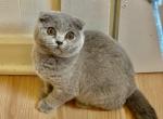 Cloudy girl - Scottish Fold Kitten For Sale - 