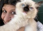 Purebred mitted seal point male Ragdoll kitten - Ragdoll Kitten For Sale - Beavercreek, OH, US