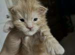 Dunkin - Maine Coon Kitten For Sale - TX, US