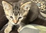 Harvey - Bengal Cat For Sale - 