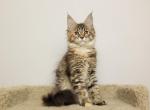 Hannah - Maine Coon Kitten For Sale - NY, US