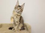 Hunter - Maine Coon Kitten For Sale - NY, US