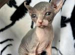 Elf Sphynx - Sphynx Kitten For Sale - 