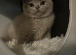 Female British Shorthair - British Shorthair Kitten For Sale - 