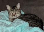 Mia - Domestic Cat For Adoption - Auburn, CA, US