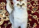 White and gray shaded ns11 - British Shorthair Kitten For Sale - Houston, TX, US