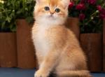 Zoro - British Shorthair Kitten For Sale - Ashburn, VA, US