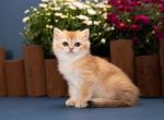 Zima - British Shorthair Kitten For Sale - Ashburn, VA, US