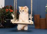 Zoi - British Shorthair Kitten For Sale - Ashburn, VA, US