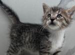 No Names - Domestic Kitten For Sale - Waterloo, Ontario, CA