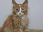 Hemingway - Maine Coon Kitten For Sale - NY, US