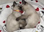 Coco - Siamese Kitten For Sale - Norwalk, CT, US