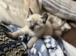 Ragamese Kittens - Ragdoll Kitten For Sale - WI, US