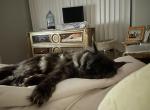 Kodi - Maine Coon Cat For Sale - Toronto, Ontario, CA