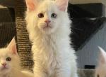 White OddEyed - Maine Coon Kitten For Sale - Bryn Athyn, PA, US