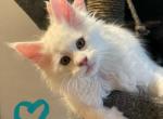 White Boy Blue - Maine Coon Kitten For Sale - Bryn Athyn, PA, US