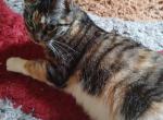 Two Female Cats for Free - Domestic Cat For Adoption - 