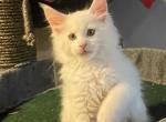 White Boy Red - Maine Coon Kitten For Sale - Bryn Athyn, PA, US