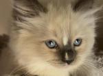 Star - Ragdoll Kitten For Sale - Denver, PA, US