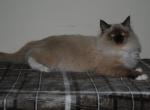 Giselle - Ragdoll Kitten For Sale - Shippensburg, PA, US