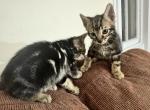 Half bengal - Bengal Kitten For Sale - New York, NY, US