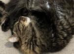 Blueberry - Domestic Cat For Adoption - Gilbert, AZ, US