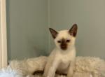 Siamese kittens - Siamese Kitten For Sale - Braintree, MA, US