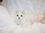 Male Flame Bicolor Ragdoll - Ragdoll Kitten For Sale - 