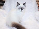 Male seal Ragdoll - Ragdoll Kitten For Sale - 