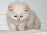 Noodle - British Shorthair Kitten For Sale - Louisville, KY, US