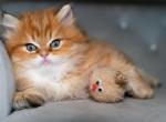 Maple - British Shorthair Kitten For Sale - Louisville, KY, US