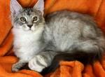 Grey - Maine Coon Kitten For Sale - 