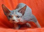 Lexus - Sphynx Kitten For Sale - New York, NY, US