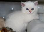 Muffin - British Shorthair Kitten For Sale - Louisville, KY, US