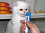 Luna - British Shorthair Kitten For Sale - Louisville, KY, US