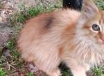 Ginger - American Bobtail Kitten For Sale - Summerville, GA, US