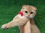 Scottish fold boy - Scottish Fold Kitten For Sale - Gulf Breeze, FL, US