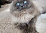 Bodhi - Himalayan Cat For Adoption - Tallahassee, FL, US