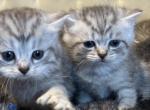 Kittens - Scottish Straight Kitten For Sale - 