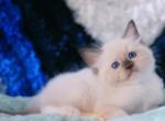 Reserved Randolph - Ragdoll Kitten For Sale - Katy, TX, US