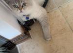 Zain - British Shorthair Cat For Sale - 