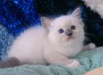 Reserved Roxana - Ragdoll Kitten For Sale - Katy, TX, US