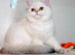 Kiki - British Shorthair Kitten For Sale - Louisville, KY, US