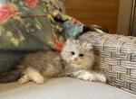 Oliver - Persian Kitten For Sale - 