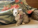 Jasper - Persian Kitten For Sale - Creighton, MO, US