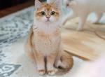 Ink - British Shorthair Kitten For Sale - Louisville, KY, US