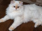 Iris - British Shorthair Kitten For Sale - Louisville, KY, US