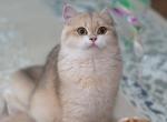 Ivy - British Shorthair Kitten For Sale - Louisville, KY, US